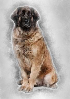 Leonberger dog 2 years old