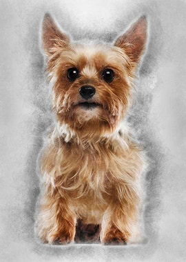 Yorkshire Terrier 9 years