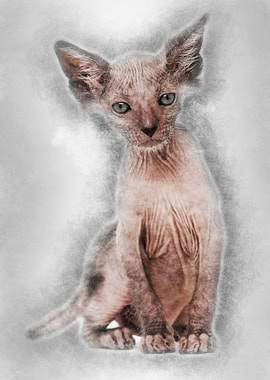 Kitten Lykoi cat 7 weeks o