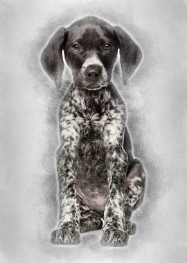 German Shorthaired Pointer