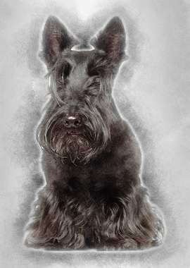 West Highland White Terrie