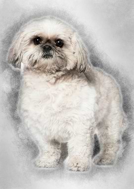 Shih Tzu 3 and a half year