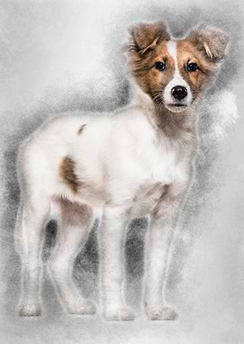 Mixedbreed dog standing ag