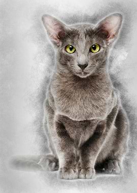 Oriental Shorthair portrai