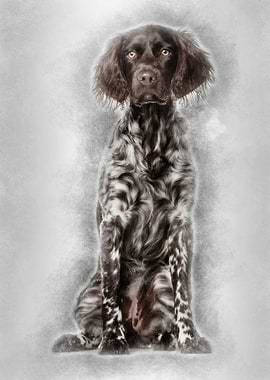 Munsterlander dog 9 month