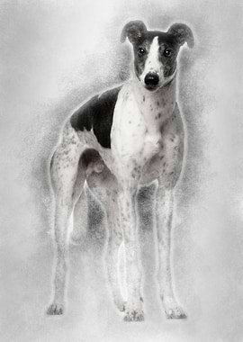 Grey Hound 4 years old sta