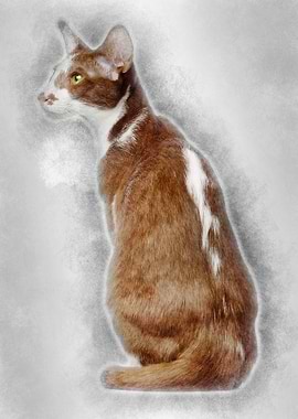 Rear view of an Oriental S