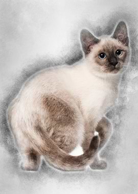 Thai kitten 4 months old s