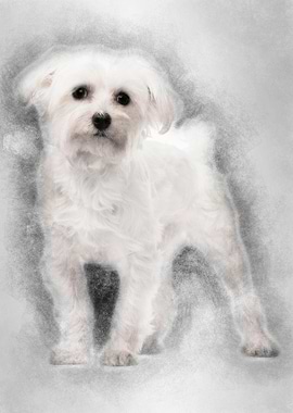 Maltese 1 year old standin