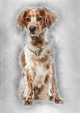 Brittany dog sitting again