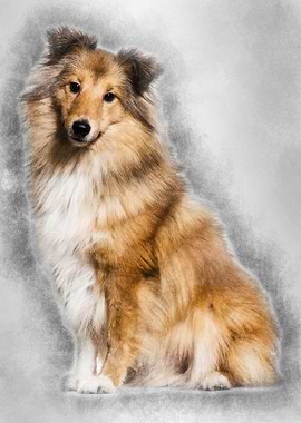 Shetland Sheepdog sitting