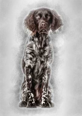 Munsterlander dog 9 month