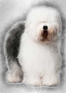 Old English Sheepdog 3 Yea