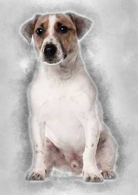 Portrait of Jack Russell T