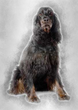 Gordon Setter dog 7 years
