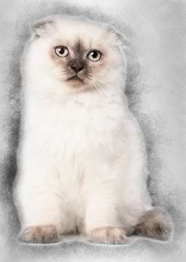 Highland fold kitten sitti