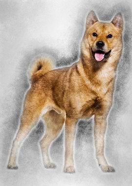 Shiba Inu standing in stud