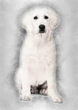 Polish Tatra Sheepdog sitt