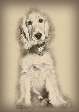 Cocker Spaniel dog 6 mont