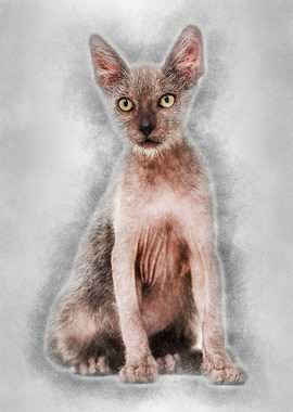 Kitten Lykoi cat 3 months