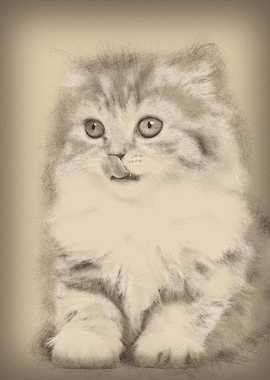 British Longhair kitten 2