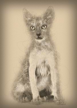 Kitten Lykoi cat 3 months