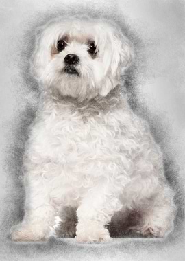 Maltese 2 years old sittin