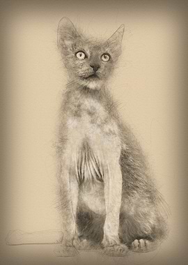 Kitten Lykoi cat 3 months