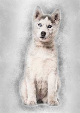 Husky dog 2 months old sit