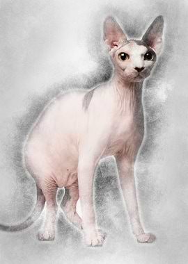 Sphynx cat 13 months old s