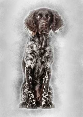 Munsterlander dog 9 month