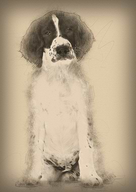 English Springer Spaniel s