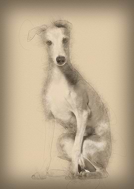 Italian Greyhound puppy 4