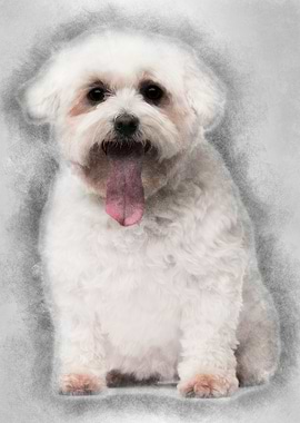Maltese with tongue out 5