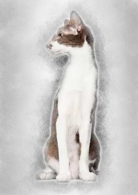 Oriental Shorthair sitting