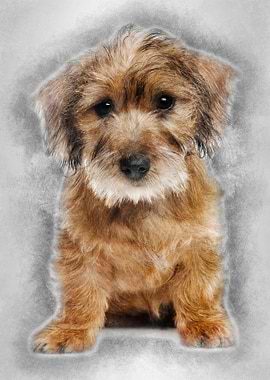 Mixedbreed dog puppy 3 mon