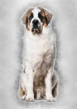 StBernard dog sitting and