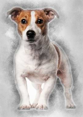 Jack Russell Terrier 16 mo