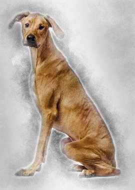 Rhodesian Ridgeback sittin