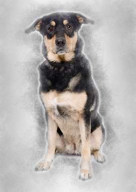 Bastard dog 3 years old si