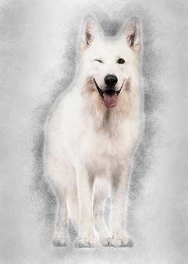 Swiss Shepherd dog 5 years