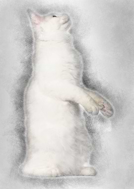 Maine Coon cat 5 months ol