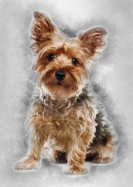 Yorkshire Terrier 25 years