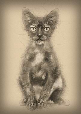 Kitten Lykoi cat 3 months