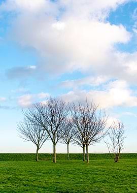 Group of Trees