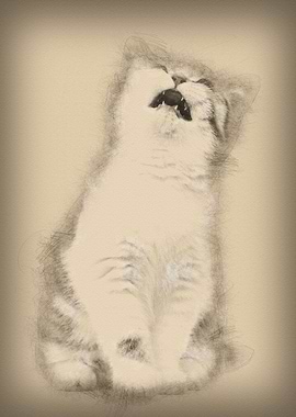 British Shorthair kitten 3