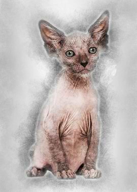 Kitten Lykoi cat 7 weeks o