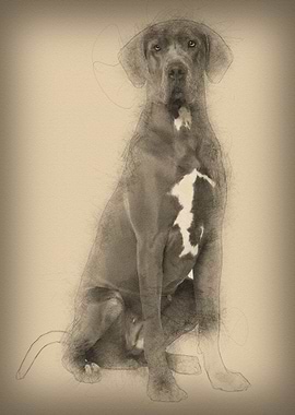 Great Dane 2 years old sit