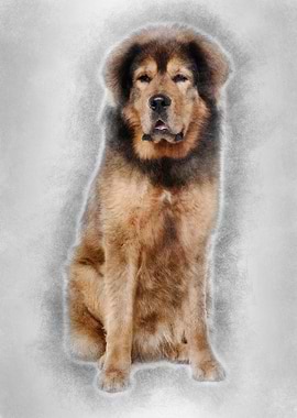 Tibetan mastiff 3 years ol