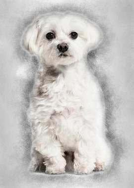 Maltese dog sitting agains